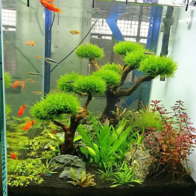 Aquarium Driftwood - Fisch tank begrünung holz rahmen pflanzen
