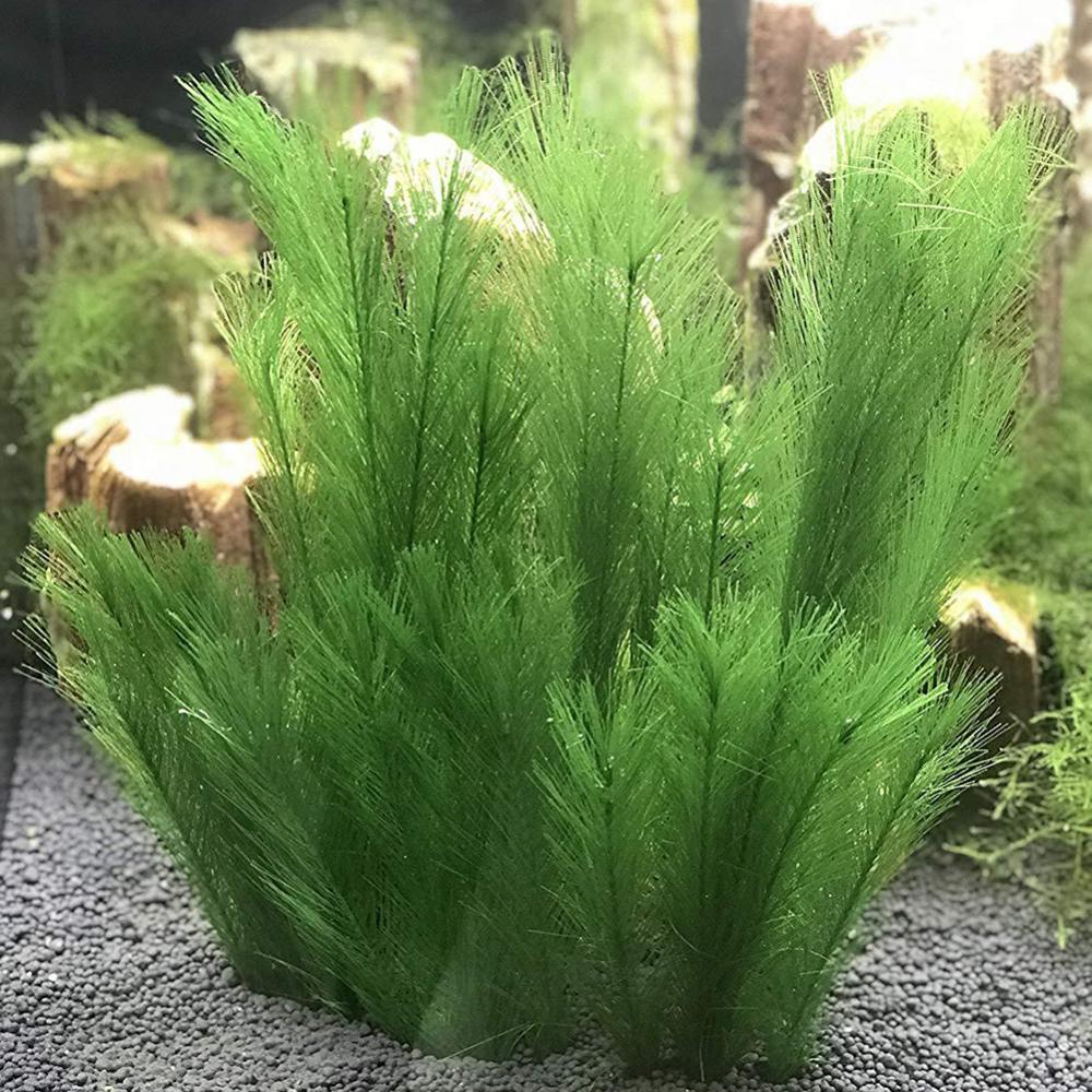1/3Pcs 28/40cm Aquarium Aquari – Live Plant Aquarium Bewertung und Preis