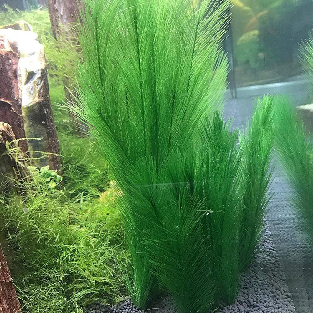 1/3Pcs 28/40cm Aquarium Aquari – Live Plant Aquarium Bewertung und Preis