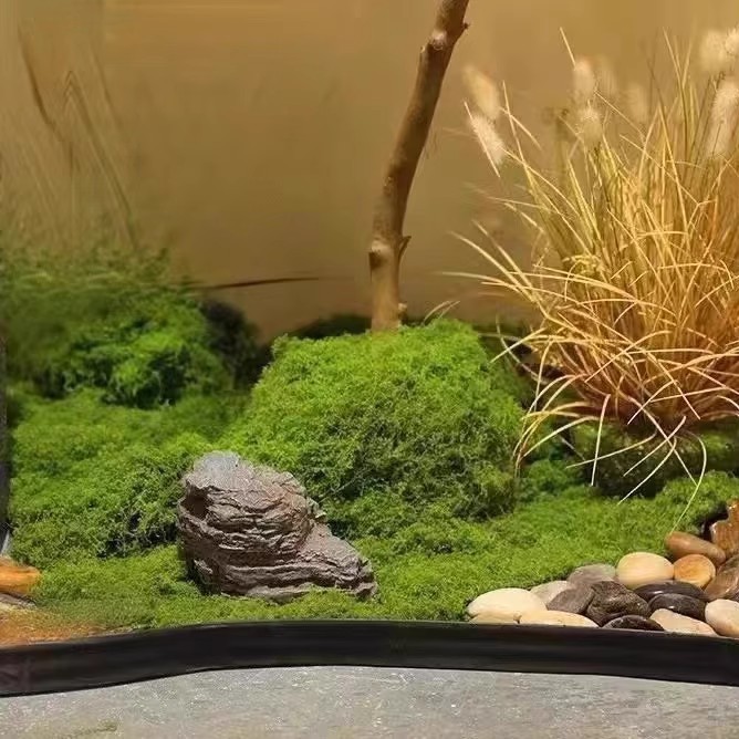 200g Ewiges Leben Moos DIY Bas – Aquarium Moss Bewertung und Preis