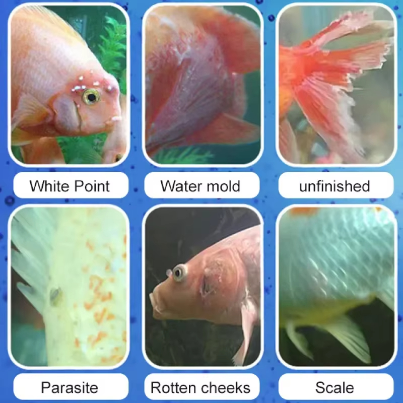 SIKEZHAN Behandlung von Fische – Aquarium Fertilizer Bewertung und Preis