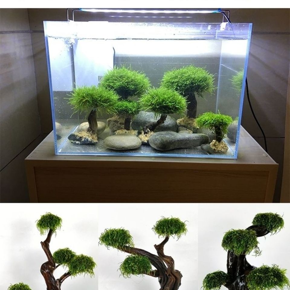 Fisch tank begrünung holz rahm – Aquarium Driftwood Bewertung und Preis
