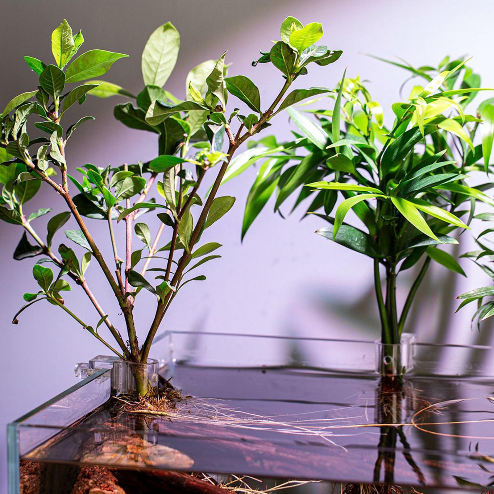 Mini-Aquarium-Pflanztopf 6 Stü – Aquarium Fertilizer Bewertung und Preis
