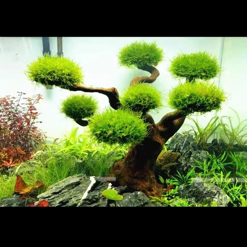 Aquarium Treibholz Landschafts – Aquarium Plant Substrate Bewertung und Preis