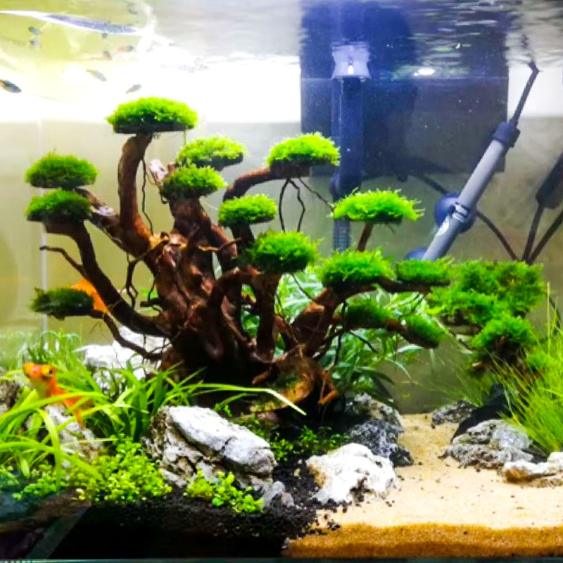 Aquarium-Landschaftsgestaltung – Aquarium Moss Bewertung und Preis