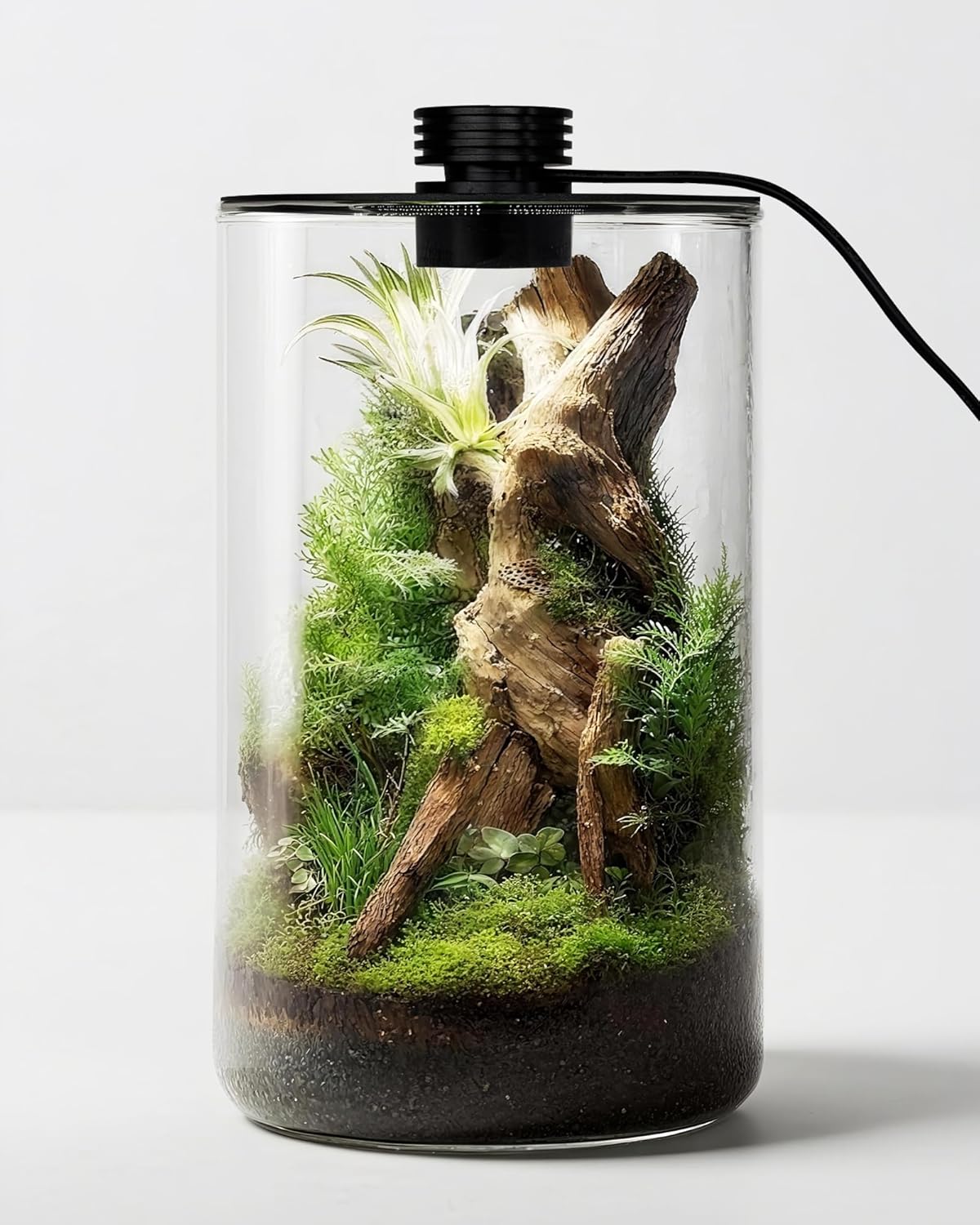 Glas-Terrarium für Innenräume  – Planted Tank Bewertung und Preis