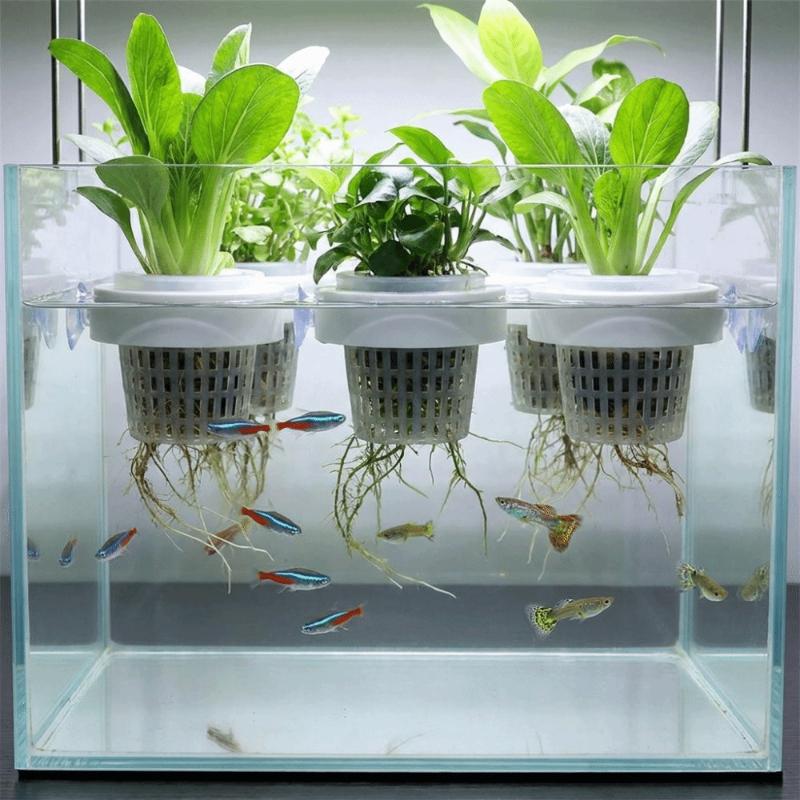 Schwimmender Pflanzenkorb für  – Plant Aquarium Pot Bewertung und Preis